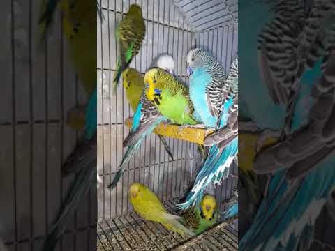 Shah baba 7 birds and pets information