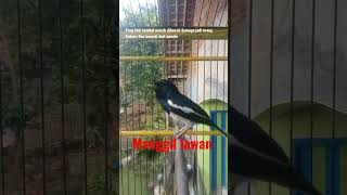 Download lagu suara dasar kacer,pancingan awal Kacer muda hutan mp3 Download lagu suara dasar kacer,pancingan awal Kacer muda hutan mp3