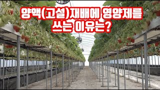 딸기 등 고설재배 양액재배에서 영양제 쓰지말라고? 근데 쓰는 이유는 머야? 왜써? FMC농법 효과는 있어?