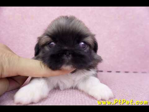 10/31松色北京狗公幼犬