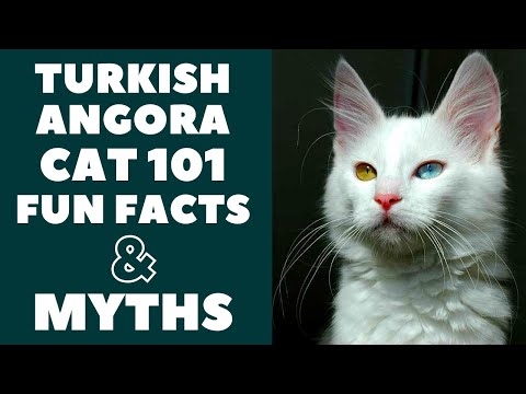 Turkish Angora Cats 101 : Fun Facts & Myths