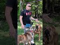 Cane Corso Vs Boerboel What S The Difference