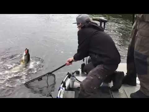 Alkusyksyn nälkäinen +115 cm hauki haaviin - Spintube Pike - Hauenkalastus - Eumer Fishing