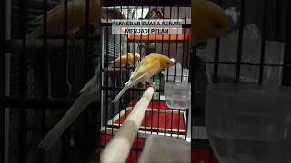 Download lagu Penyebab suara kenari pelan#shorts #short #shortsfeed #shortvideo #kenari #kenarigacor #kenarimania mp3 Download lagu Penyebab suara kenari pelan#shorts #short #shortsfeed #shortvideo #kenari #kenarigacor #kenarimania mp3