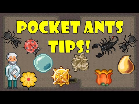 Pocket Ants Tips - Smart Daddy