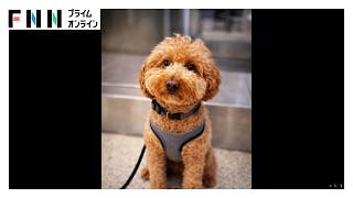 「信じられない」空港に置き去りにされた犬　飼い主の女逮捕　遺棄された犬は警察の家族が引き取る　ラスベガス（2026年03月10日）