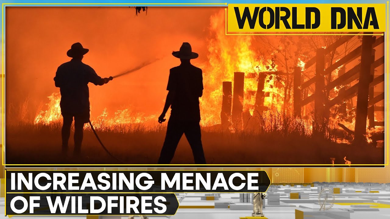 Can AI help solve wildfire problems? | World DNA | Latest World News | WION