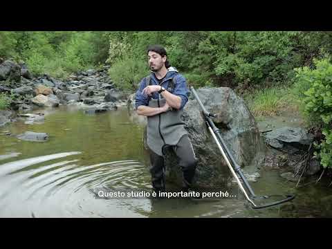 Fish in troubled waters - Alfredo