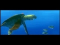 Finding Nemo 2003 Coming Soon To DVD Video Trailer