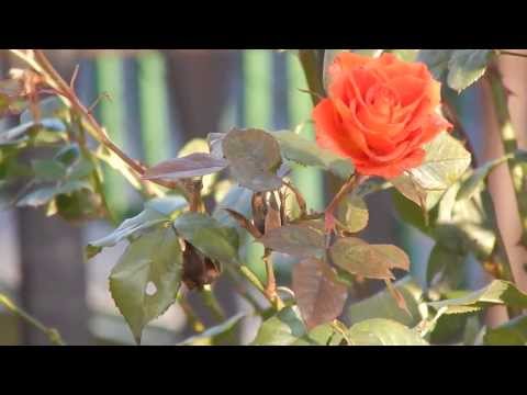 Nikon Coolpix L820  -  Christmas rose 2013.12.25