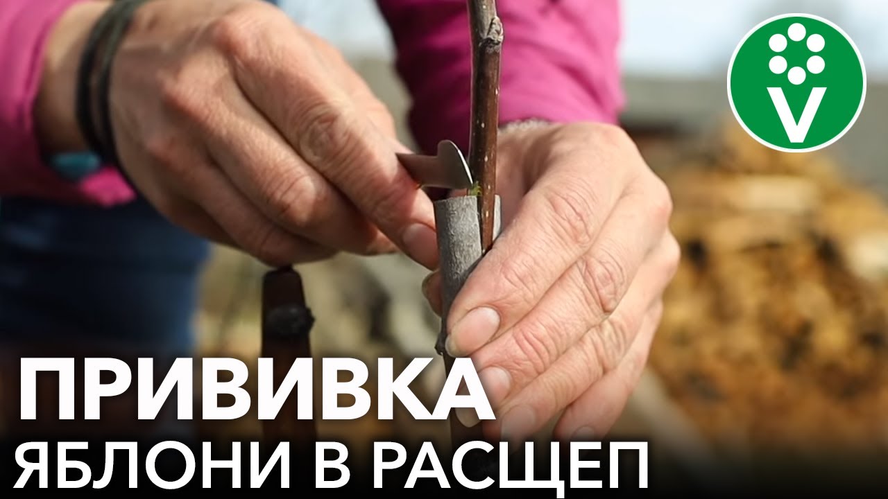 Черенки Яблони Для Прививки Купить
