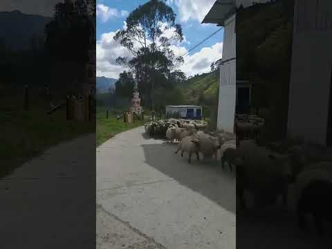 jaibetiando por Marulanda caldas