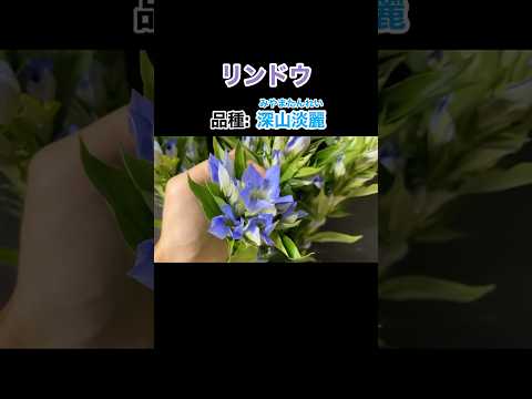 リンドウ科について詳しく解説