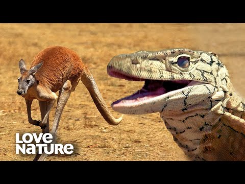 Perentie (Varanus giganteus) — apex predátor pri love klokana
