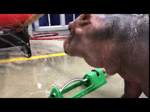 Sprinkler Fun for Baby Hippo Fiona