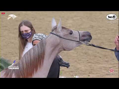 N 15 TALA JATHAB   6th Qatar Nat  Arabian Peninsula HS for individual Owners   Yearling Fillies Clas