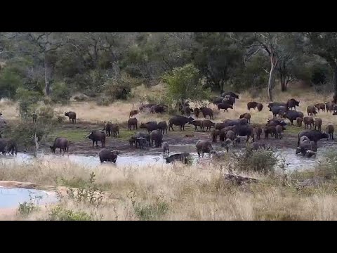 Djuma: African Buffalo herd arrives for quick drink - 14:46 - 06/18/20