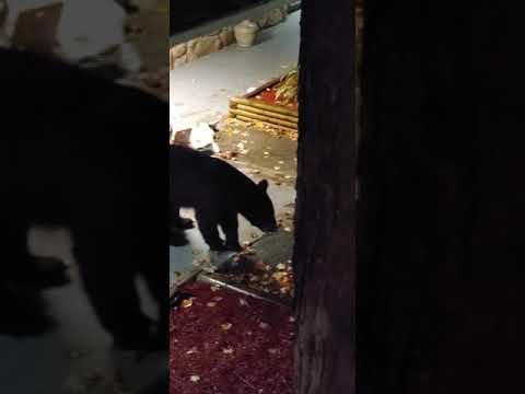 Huge Black Bear at the Quality Inn Creekside, Gatlinburg TN