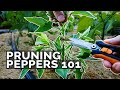 Pruning Pepper Plants 101: Is It Even Necessary?