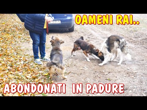Viața la țară 😰 Au abandonat 3 suflete la marginea Pădurii  #2021