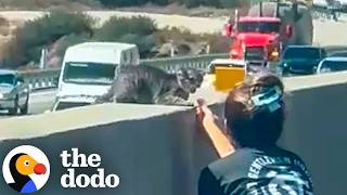 Tiny Feral Kitten Rescued From Highway Helped Family Heal After House Fire | The Dodo