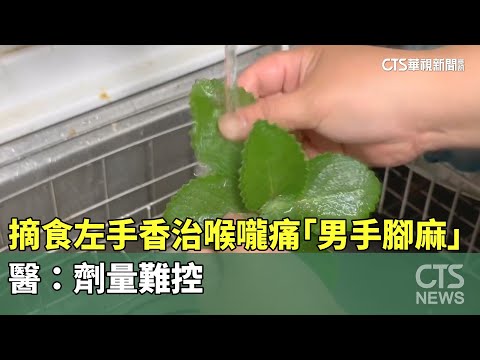 摘食左手香治喉嚨痛「男手腳麻」　醫：劑量難控