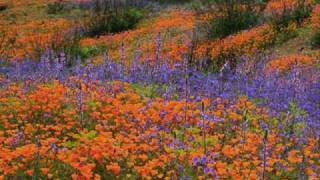 &quot;Wildflowers&quot; -Tom Petty and the Heartbreakers