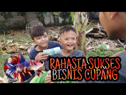 rahasia-sukses-bisnis-cupang-film-pendek-betawi