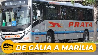 Viagem de GÁLIA até MARÍLIA! #onibus #brasil