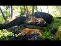 Growing Up in the Tiger Family | David Attenborough | Tiger | Spy in the Jungle | BBC