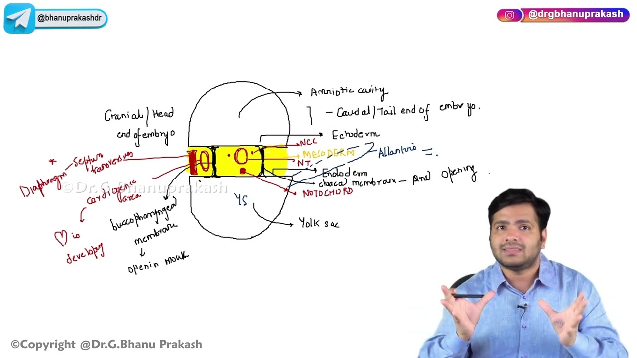15. Development of Gut: Embryology 🌟