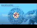 Dna Replication Animation Mcgraw Hill