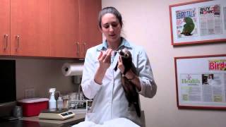 How to medicate a ferret.MP4