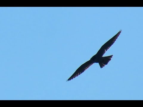 1553. Raroh velký, Saker falcon, Sakerfalke, Sakervalk, Балобан, Raróg zwyczajny, Faucon sacre