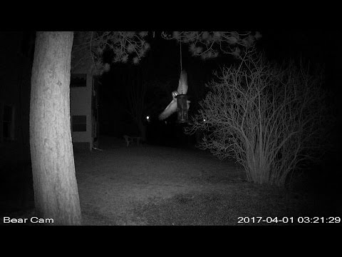Barred Owl almost catches Flying Squirrel