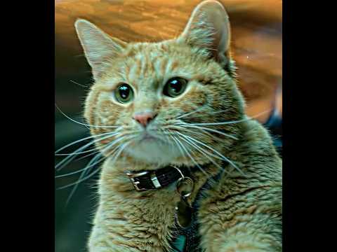 🐱 Goose Was the Real MVP! 🏆#shorts  #movierecap