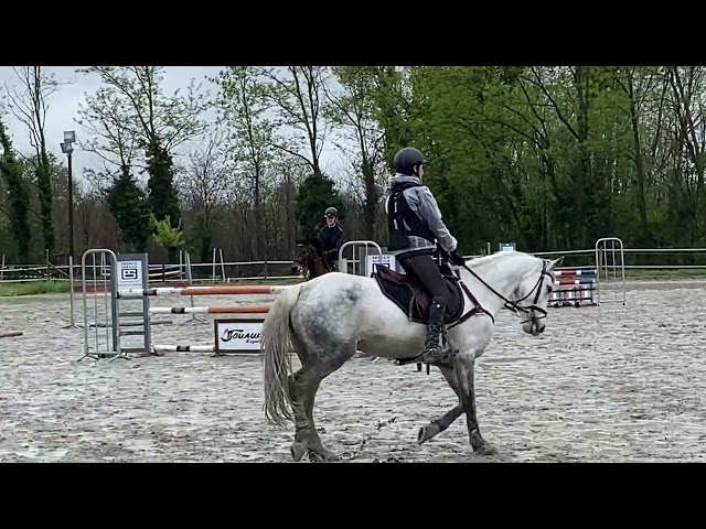 Gelding Connemara For sale 2012 Dark Bay