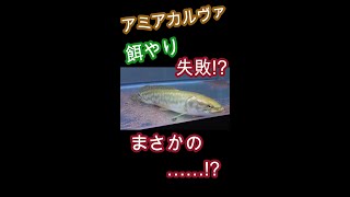 アミアカルヴァの餌やりに失敗!?　#shorts