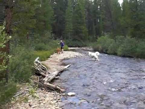 Woody and Bogart playing in the river