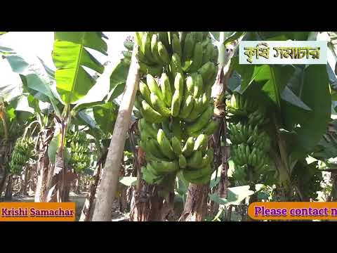 কলা (Banana) চাষে কৃষকের ভাগ্যবদলঃ তিন লক্ষ টাকা আয়