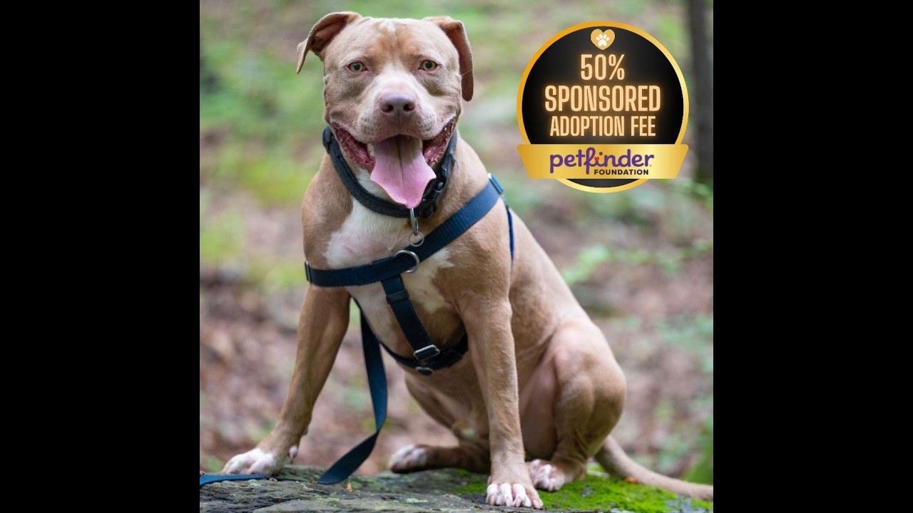 Enlarge Rudy, a Adoptable mixed breed in York, PA video 2/6