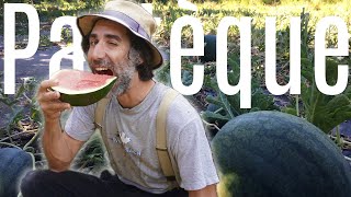 Grow your own WATERMELONS and MELONS!
