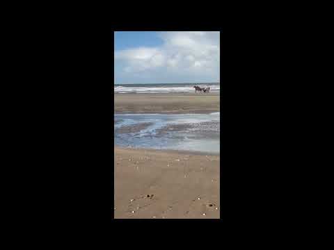 Chevaux de courses à l'entraînement sur la plage de DEAUVILLE