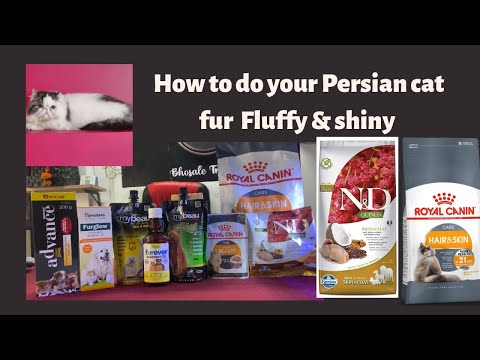 How to do Persian’s cat fur fluffy |how to quickly stop cat’s hair fall problems | cat hair shedding