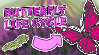 The Life Cycle of a Butterfly | Learn the Four Stages of the Butterfly Life Cycle 🦋