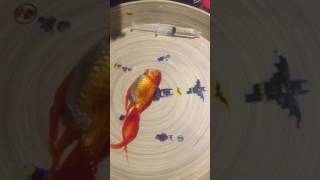 Upside down Goldfish Swim Bladder operation