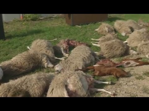 , title : 'WÖLFE IM BLUTRAUSCH: Rund 40 Schafe und Ziegen gerissen'