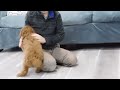 Cavapoo dogs for sale: Chip  - Video 1