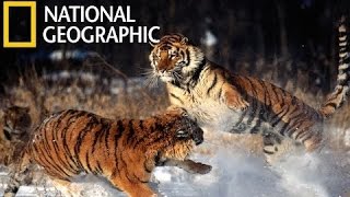 National Geographic Documentary   Tigers Revenge   - Nat Geo wild