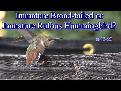 Broad-tailed or Rufous Hummingbird?